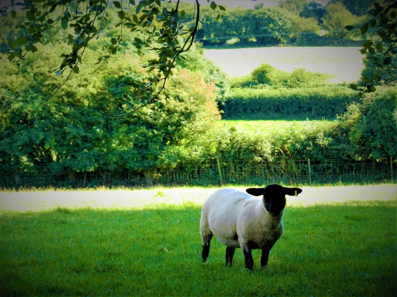 Ffynnon Fendigaid Bed And Breakfast Aberporth Luaran gambar